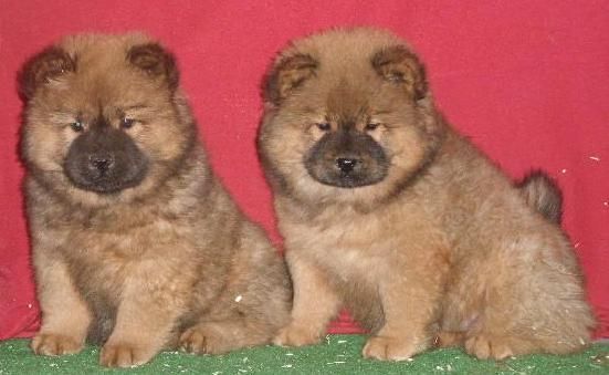 Chow chow, ¡maravillosos cachorros! . Valencia