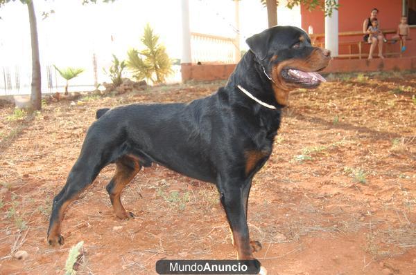 Rottweiler en venta