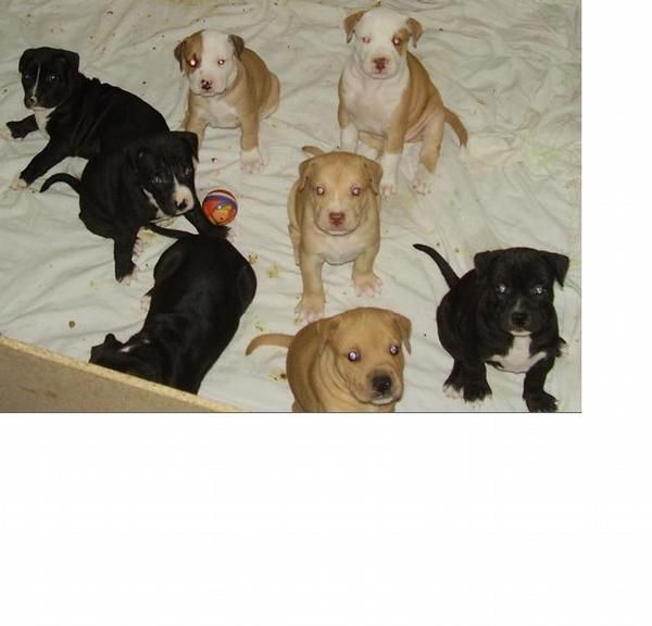 ULTIMOS CACHORROS AMERICAN PIT BULL!