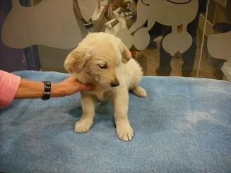 CACHORROS DE GOLDEN RETRIEVER