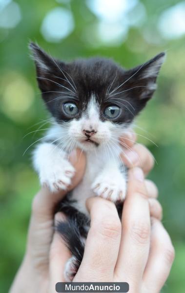 Denna gatita de tres meses que quiere conocer un hogar