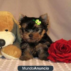 no Yorkie cachorros esterilizados y sanos para la venta - Castellón