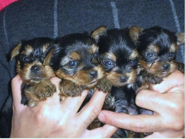 vendo yorkshire terrier