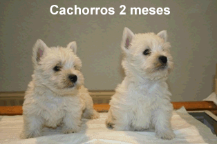 West highland, excelentes cachorritos de 2 meses, vacunados, pedigree y 1 año garantia sanitaria por escrito.