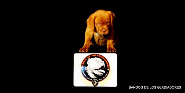 Bandog de los gladiadores