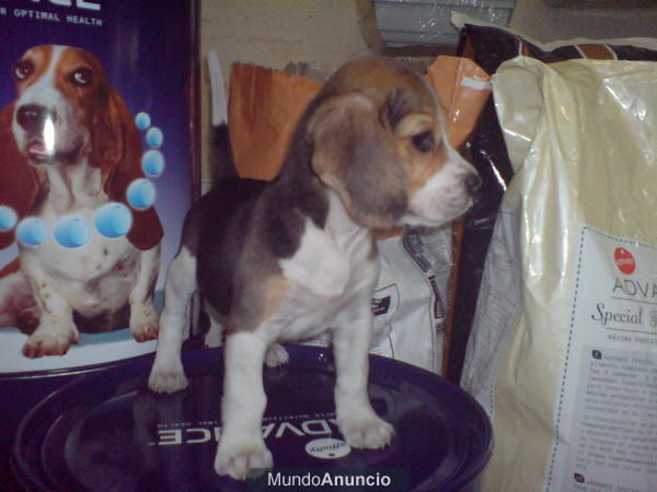 CACHORRO DE BEAGLE, PRECIOSO 450 EUROS