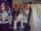 CACHORRO DE BEAGLE, PRECIOSO 450 EUROS - mejor precio | unprecio.es