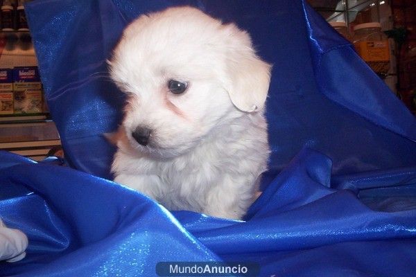 Cachorros miniaturas de varias razas,  perros, cachorros, criadero, venta.