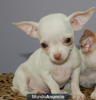 Chihuahuas con pedigree 400€