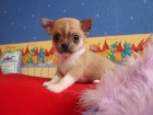 Chihuahuas Perlas del Cantabrico - mejor precio | unprecio.es