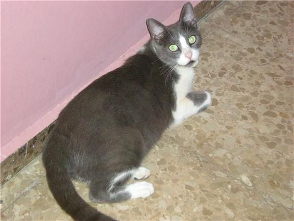 GATO EN ADOPCION