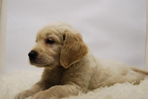 golden retriever, machops y  hembras en venta con dos meses