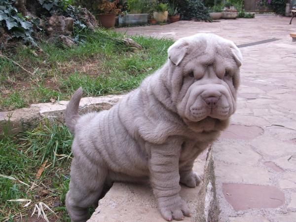 Magnifica hembra de Shar-pei lila