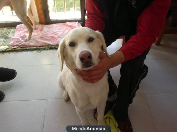 PRECIOSA LABRADORA BUSCA HOGAR EN ADOPCIÓN URGENTE