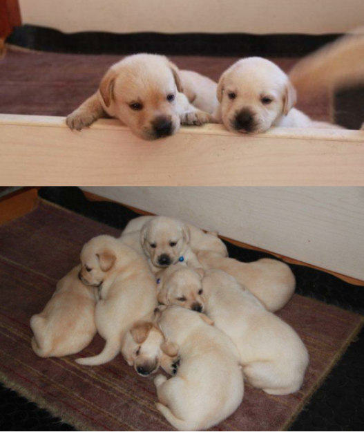 Preciosos cachorros de Labrador