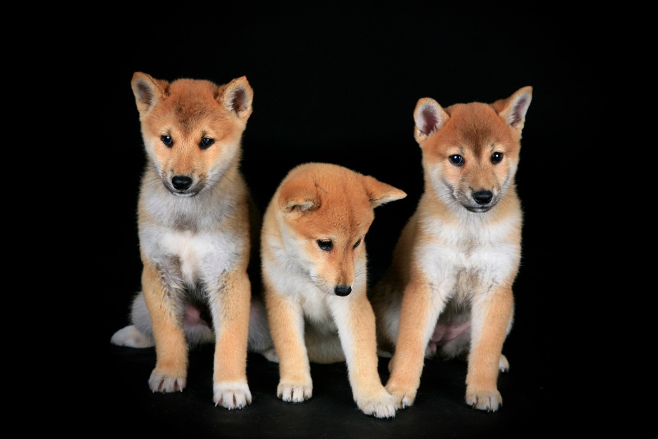 Shiba Inu ejemplares con Loe y padres a la vista desde 790 euros