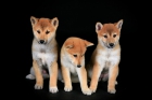 Shiba Inu ejemplares con Loe y padres a la vista desde 790 euros - mejor precio | unprecio.es