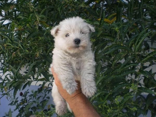 WESTYS PRECIOSOS, CACHORROS VACUNADOS, SE ENTREGAN CON 8 SEMANAS DE VIDA