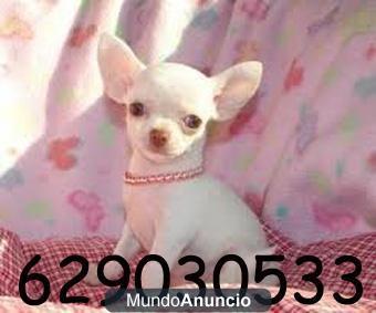 Chihuahuas super pequeños por 370€