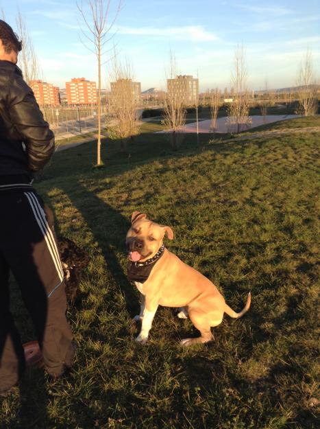 American Staffordshire Terrier para montas