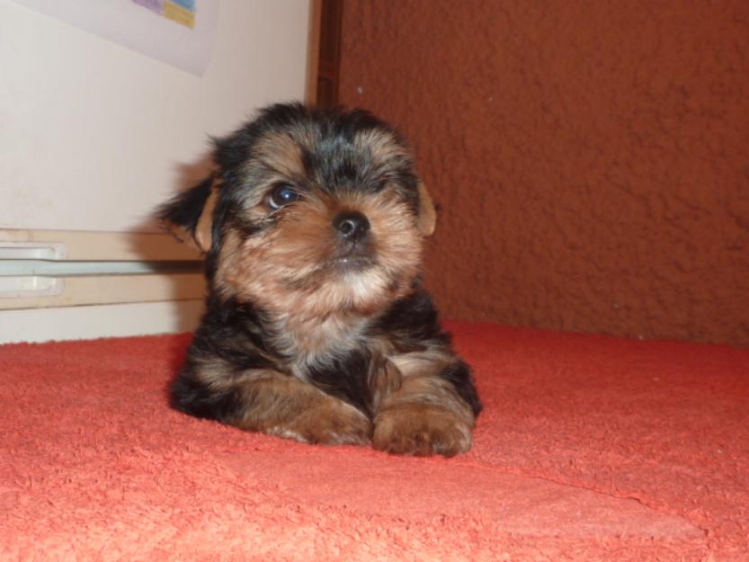 Cachorritos Yorkshires Terrier, machitos y hembritas.