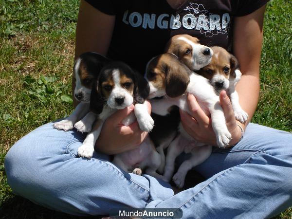 cachorros beagles