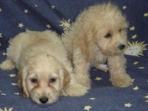 CACHORROS Cockapoo PARA CUALQUIER Bonita casa PARA X-masa.