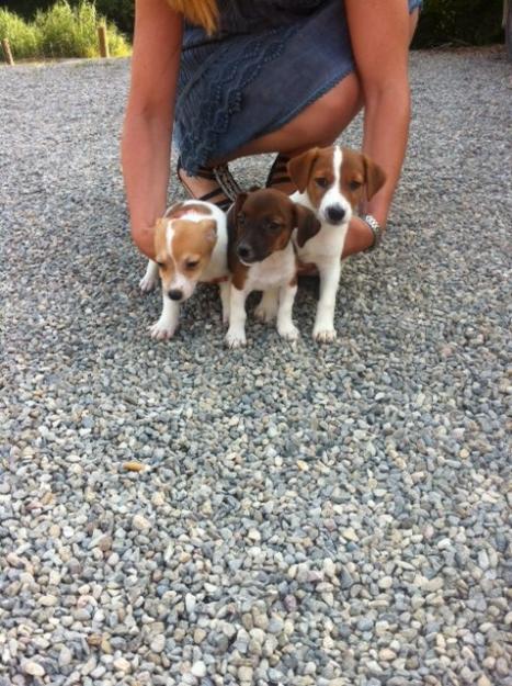 Cachorros Jack Russell 250€