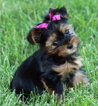 Cachorros miniatura de Yorkshire Terrier!