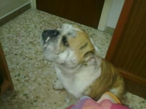 DOY MI BULLDOG INGLES C/PEDIGREE D 1AÑO Y MEDIO