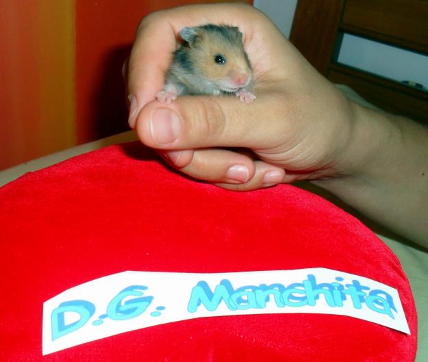 Hamster Dorados Canarias