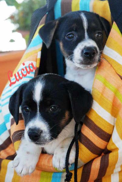 Jack russel, excelentes cachorros ! Aprovecha !