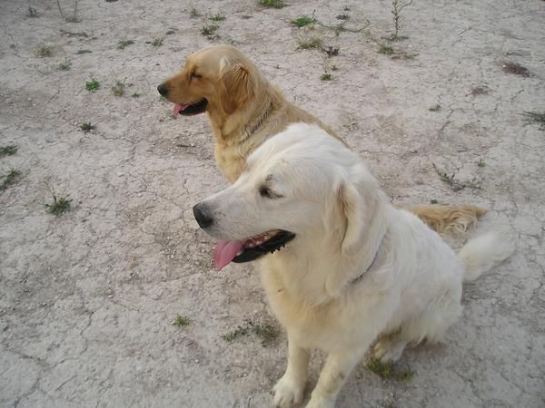 macho blanco de golden retriever para montas