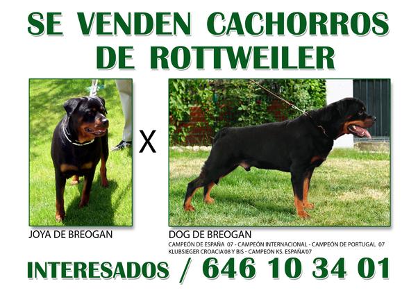 SE VENDEN CACORROS DE ROTTWEILER