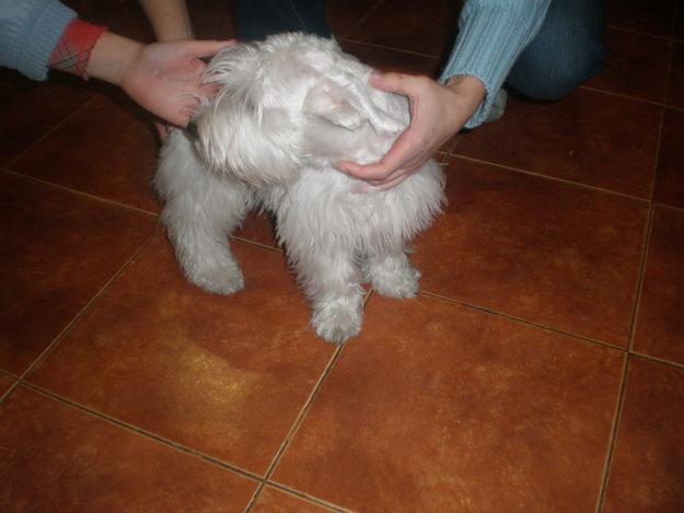 vendo dos schnauzer machos blancos