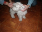 vendo dos schnauzer machos blancos - mejor precio | unprecio.es