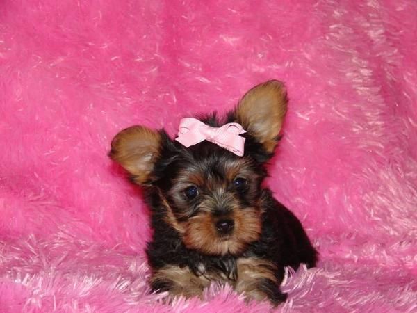 YORKSHIRE TERRIER A BUEN PRECIO VARIOS TAMAÑOS?‏