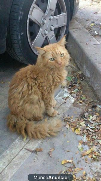 PERSA MAINE COON EN ADOPCIÓN