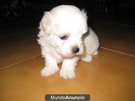 BICHON MALTES TOYS