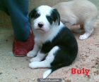 BULY, cachorro de 1 MES - tamaño mediano - mejor precio | unprecio.es