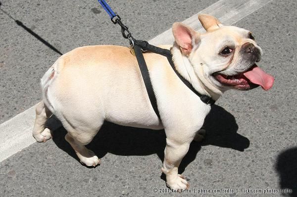 Cachorros de bulldog frances fawn