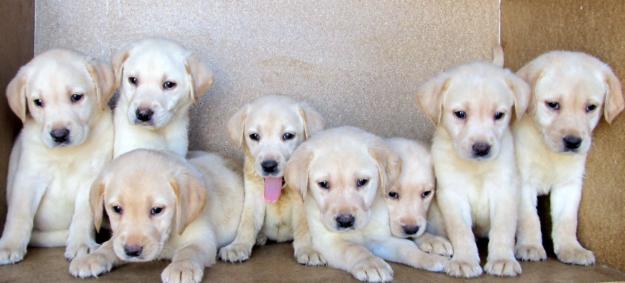 Labradores dorados