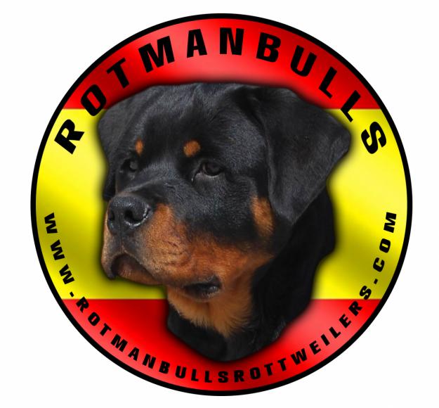 ROTMANBULLS  ROTTWEILERS