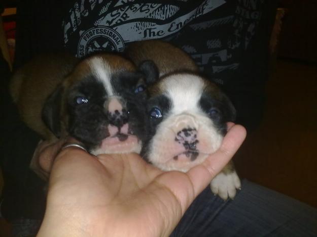 SE VENDE CACHORROS DE BOXER POR 250€