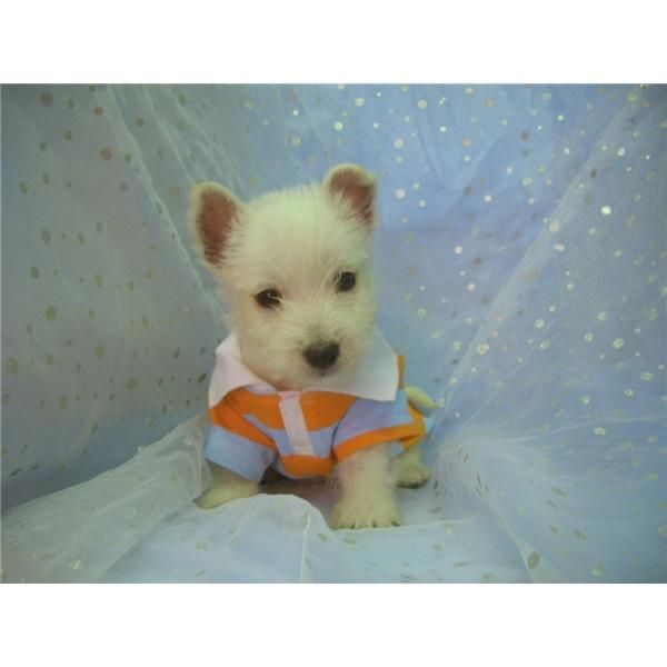 Cachorretes de Westy - West Highland White Terrier con pedigrí