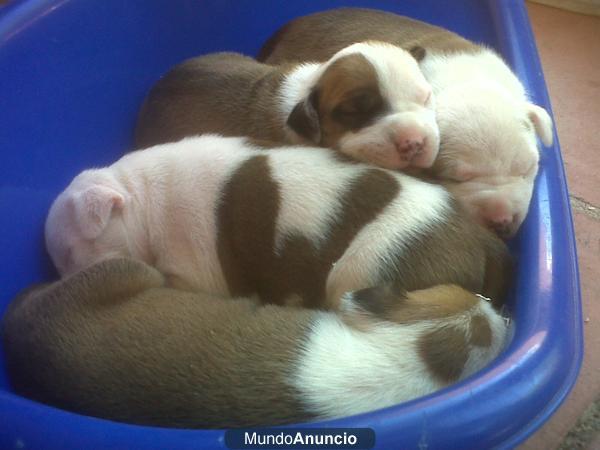 Cachorros de American Staffordshire Terrier