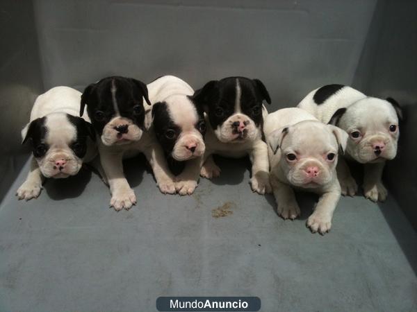 CAMADA BULLDOG FRANCES LOE