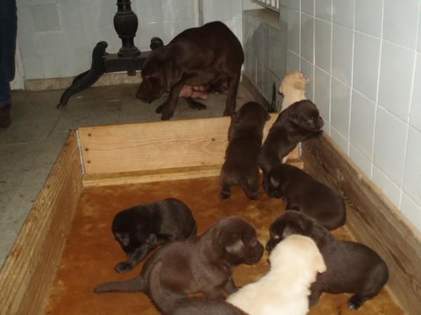 camada de labradores chocolate con pedigree