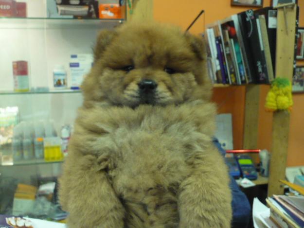 chow chow todos los colores