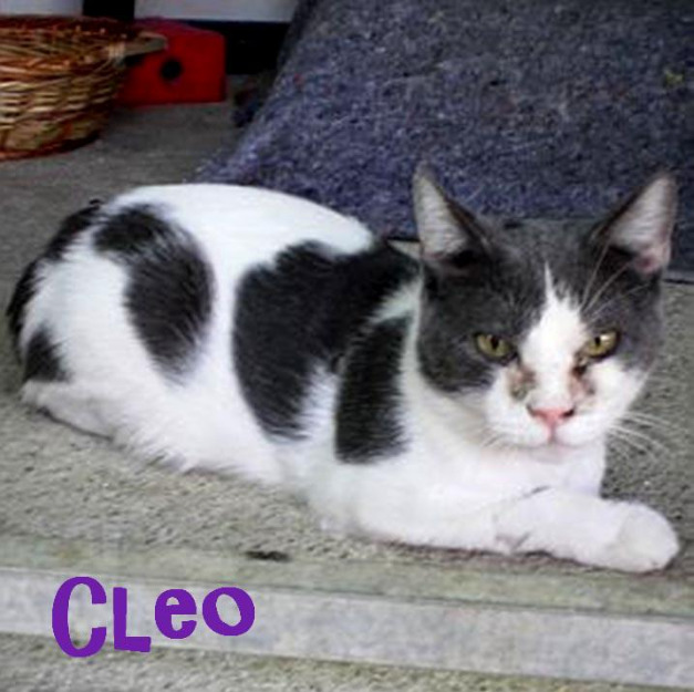 Cleo, gato abandonado y herido. Está recuperado pero no encuentra hogar